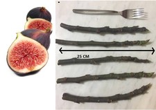 5 Black Turkey Fig Tree Cutting Fid New Cutting Fresh Seed Original Organic fid
