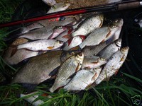 10 kg Rapido Magic Lockfutter Angelfutter  Karpfen Schleien Rotaugen 1,79€/kg 