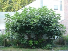 Six (6) Fig Tree Cuttings - Cold Hardy Variety