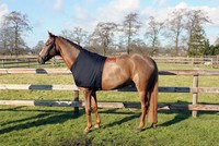 QHP Brustschutz Lycra Schulterschutz unter Decken schwarz div. Größen