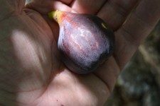 BLACK MADEIRA - FIG From  Madeira Island - PORTUGAL - (2) x Tree cuttings