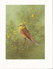 Yellowhammer - 1986 Bird Print by Raymond Watson
