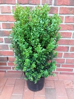 2 Buchsbaum "Riesen", Höhe: 80-90 cm, 7,5 Liter Topf, Buxus sempervirens