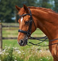 120055 Busse Kandare Comfort schwedisches Reithalfter Gr. Warmblut Farbe wählbar