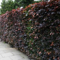 5 Stück Heckenpflanzen Blutbuche Fagus sylvatica purpurea Hecke im Topf 30-50 cm