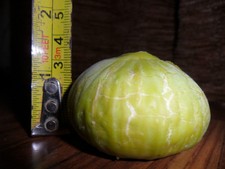 ficus carica fig flat fruits ,VARIETY-lsu gold   50 fresh cuttings