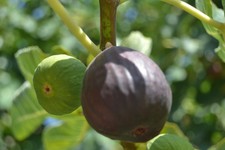 10 x Tree cuttings ABEBEREIRA BLACK FIG (RARE)