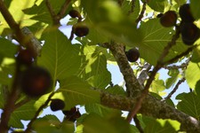BLACK MADEIRA - FIG From  Madeira Island - PORTUGAL - (5) x Tree cuttings