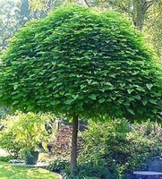 KUGEL TROMPETENBAUM - CATALPA BIGNONIOIDES "NANA"  STAMMHÖHE 120 CM !!!