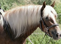 Cedar Wanderreittrense 2 in 1 Kopfstück von Barefoot  Trense VB oder Wb