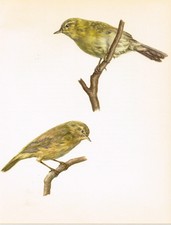 Willow Warbler & Chiffchaff - 1960 Vintage Bird Print by E DeMartini