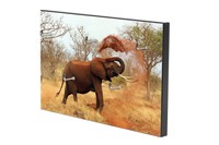 242 Exklusives Design Schlüsselbrett Schlüsselkasten Foto Bild Elefant Afrika