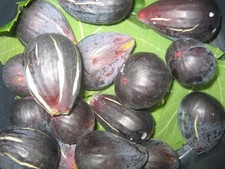 3 x Tree cuttings BLACK FIG From MADEIRA ISLAND Fig From Madeira Island