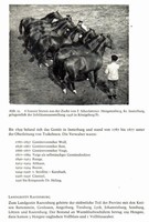 Trakehner Pferde einst und jetzt Hengste Pferdezucht Gestüt Trakehnen 132 Fotos