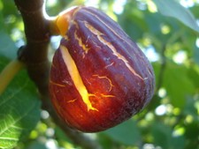 FIG TREE "DARK PORTUGUESE" 4 CUTTINGS