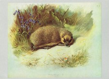 Hedgehog Vintage 1974 Animal Print A.Thorburn
