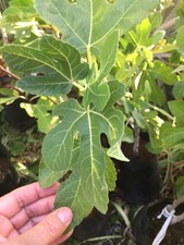 FIG TREE  RARE GREEK '' ANDELOUNIKA '' PLANT