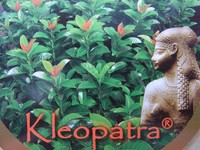 Kirschlorbeer Prunus Kleopatra auf Hochstamm 