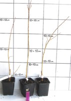 Salix viminalis,  "Korbweide" / Hanfweide - die Weide zum flechten   (Pflanze)