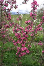 RED LOVE APPLE TREE. STANDARD TREE