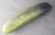 Artificial Cucumber - Seef5