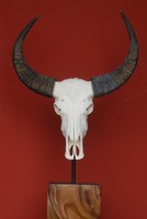 ECHTER Schädel Bullenkopf Wasserbüffel Longhorn Stier Büffelkopf Metallständer