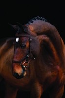 Rambo Micklem Competition Bridle Turnierzaum Trense Horseware VB WB braun NEU