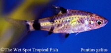(10) 1" Gold Clown Barb Puntius gelius Live freshwater tropical fish cyprinid