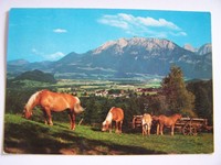 Pferde Postkarte - HAFLINGER Herde - Bayerisches Inntal Kaisergebirge Zucht Nr 2