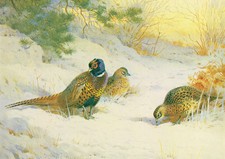 The First Touch Of Winter Vintage 1981 Pheasants Bird Print Archibald Thorburn