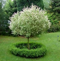 Hochstamm Zierweide Hakuro Nishiki 40-60cm - Salix integra