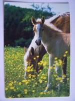 Pferde Postkarte - HAFLINGER Stute & Fohlen - Verlag DJHV Foto Gottfried Esch