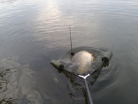 Karpfen Popup Rig mit verstellbarem Kugelblei - 2 IN EINEM ! EXTREM FÄNGIG !