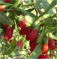 Teufelszwirn 40-50cm - Lycium barbarum