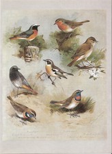 Whinchat, Redstart, Bluethroat, Robin, Nightingale Bird Print A Thorburn #240772