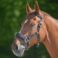 Waldhausen Economic Kappzaum Nylon, schwarz