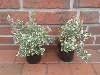 50 Stück Kriechspindel weiß-grün, Euonymus "Emerald Gaity" 