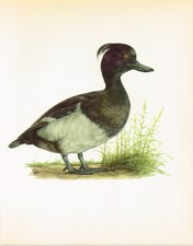 Tufted Duck - 1962 Vintage Bird Print by E DeMartini