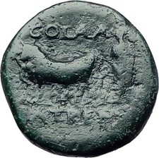 DOMITIAN 81AD Patras Achaea Greece PRIEST COLONISTS OX Ancient Roman Coin i58104