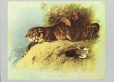 Wild Cat Vintage 1974 Animal Print A.Thorburn