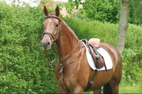 HANS MELZER Vorderzeug Bad Harzburg