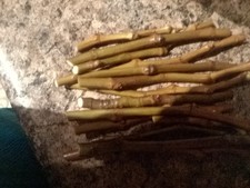 JH Adriatic  fig tree cuttings, fresh 2 cuttings