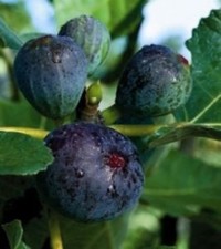 Romano nero-fresh FIG cutting