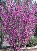 CHINESISCHER JUDASBAUM -  CERCIS  'AVONDALE' 