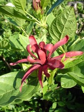 Calycanthus floridus Carolina Allspice (Sent in 9cm pot)
