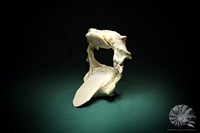 Aetobatus narinari + Gebiss + Myliobatidae + eagle ray+ Rochen + denture