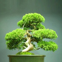 New Chinese Juniper Bonsai Tree - Juniperus chinensis - 20 Fresh Seeds