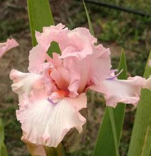 "Twice Thrillingr" Beautiful Tall Bearded Iris (1 Rhizome)