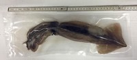 Tintenfisch 35-45cm  400g/St  vakuumiert & tiefgefroren Waller-Köder 100g/1,50€