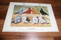 CHINESENTAUBEN -- Musterbeschreibung // RASSEMERKMALE / GROBE FEHLER / PH